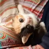 スコティッシュフォールド(立ち耳)【徳島県・女の子・2025年9月12日・キャリコ】の写真13