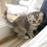 スコティッシュフォールド(折れ耳)【徳島県・女の子・2025年5月14日・ブルースポテッドタビー】の写真4