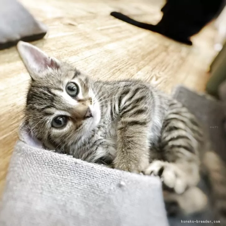 ID：2506-01246の子猫
