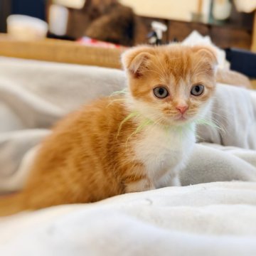 スコティッシュフォールド(折れ耳)【徳島県・男の子・2025年9月17日・レッドタビー&ホワイト（短毛）】の写真「飼いやすさ👑No.1。お顔の可愛い男の子」