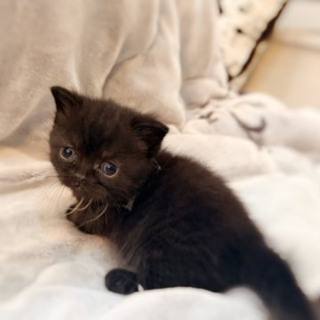 ミヌエット(短足)【徳島県・男の子・2025年10月21日・ブラック（短毛）】の写真「大人気の黒の極短足♡いつも速攻で決まります」