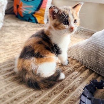 スコティッシュフォールド(立ち耳)【徳島県・女の子・2025年9月12日・キャリコ(短毛)】の写真「可愛い可愛い♡ミケミケちゃんです♡♡」