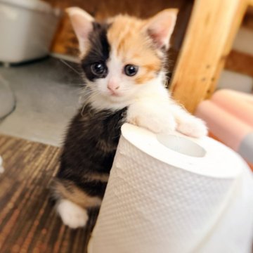 スコティッシュフォールド(立ち耳)【徳島県・女の子・2025年9月12日・キャリコ(短毛)】の写真「ツンデレ(  ᐕ)?いいえ♡デレデレです♡♡」