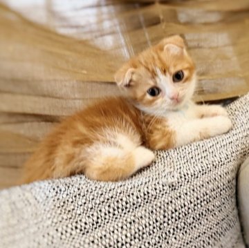 スコティッシュフォールド(折れ耳)【徳島県・男の子・2025年9月17日・レッドタビー&ホワイト（短毛）】の写真「甘えんぼ♡♡の男の子は好きですか(˙˙*)?」