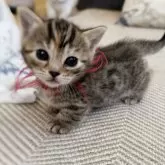 ジェネッタ