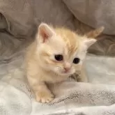 マンチカン(短足)【徳島県・女の子・2024年11月17日・クリームタビー】の写真2