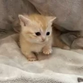 マンチカン(短足)【徳島県・女の子・2024年11月17日・クリームタビー】の写真3