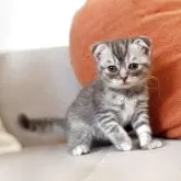 スコティッシュフォールド(折れ耳)【徳島県・女の子・2025年5月14日・ブルースポテッドタビー】の写真6