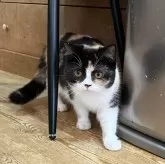 ミヌエット(長足)【徳島県・女の子・2024年4月25日・キャリコ】の写真4