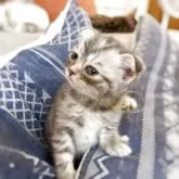 スコティッシュフォールド(折れ耳)【徳島県・女の子・2025年5月14日・ブルースポテッドタビー】の写真8