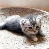 スコティッシュフォールド(折れ耳)【徳島県・女の子・2025年5月14日・ブルースポテッドタビー】の写真10