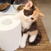 スコティッシュフォールド(立ち耳)【徳島県・女の子・2025年9月12日・キャリコ】の写真11