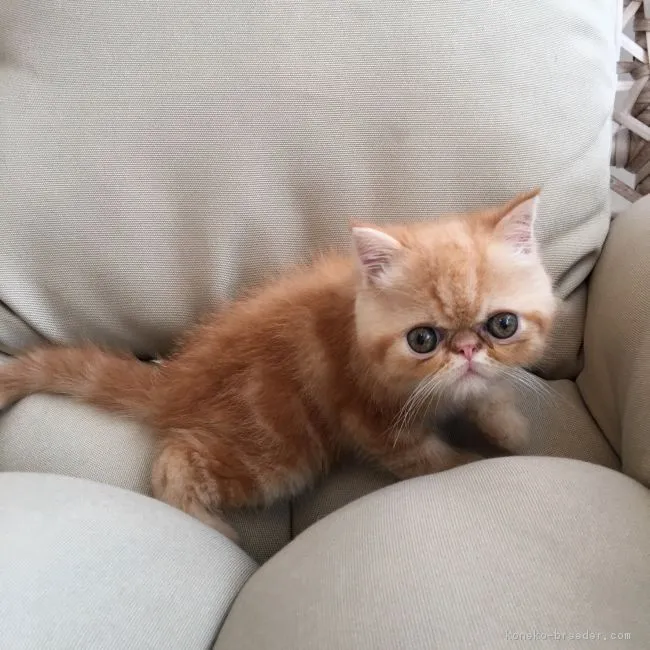 久保田和靖 様のお迎えした子猫