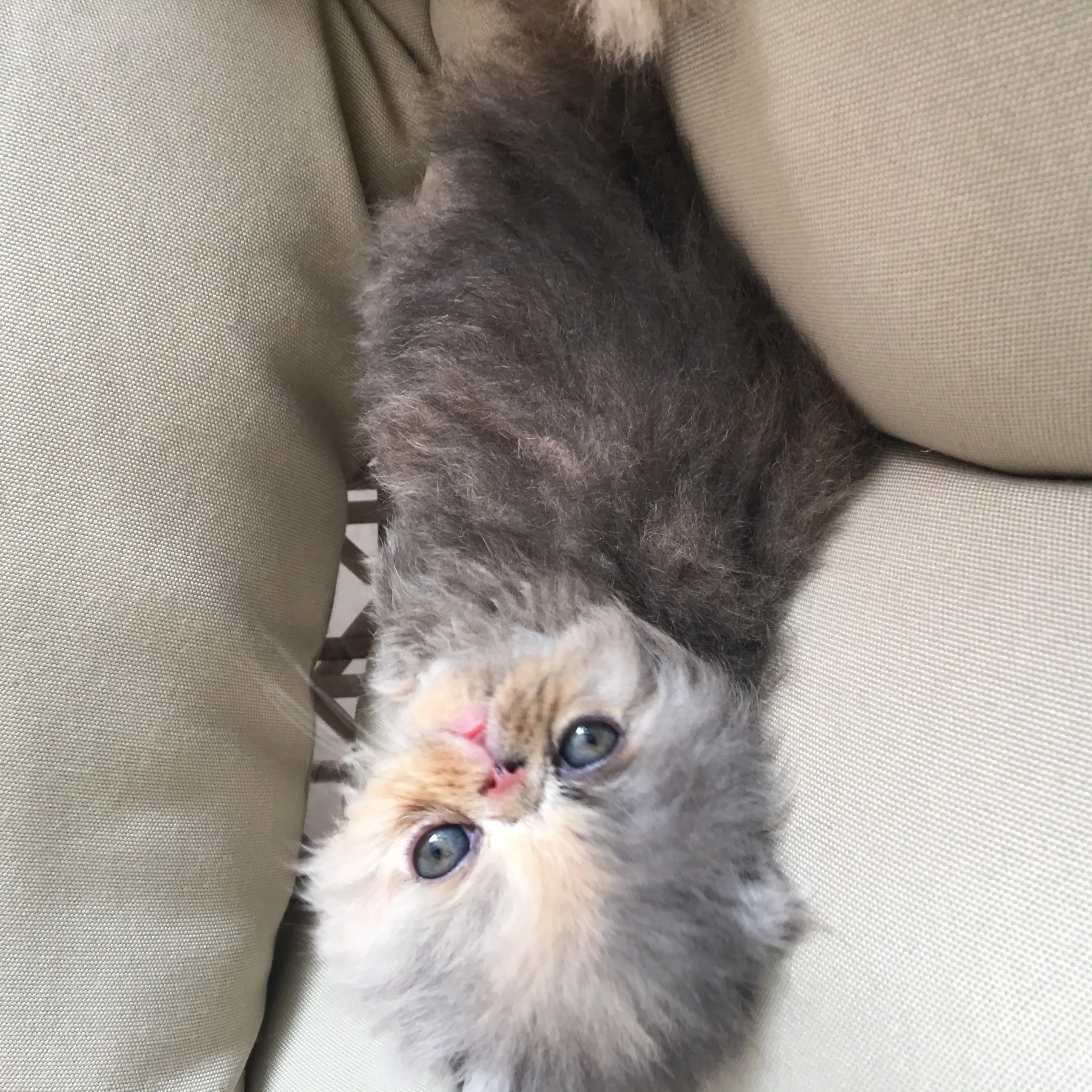 メイちゃんママ 様のお迎えした子猫