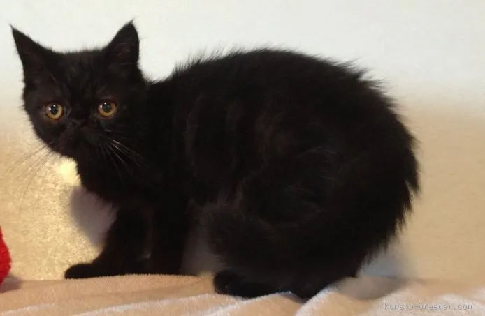 sumire 様のお迎えした子猫