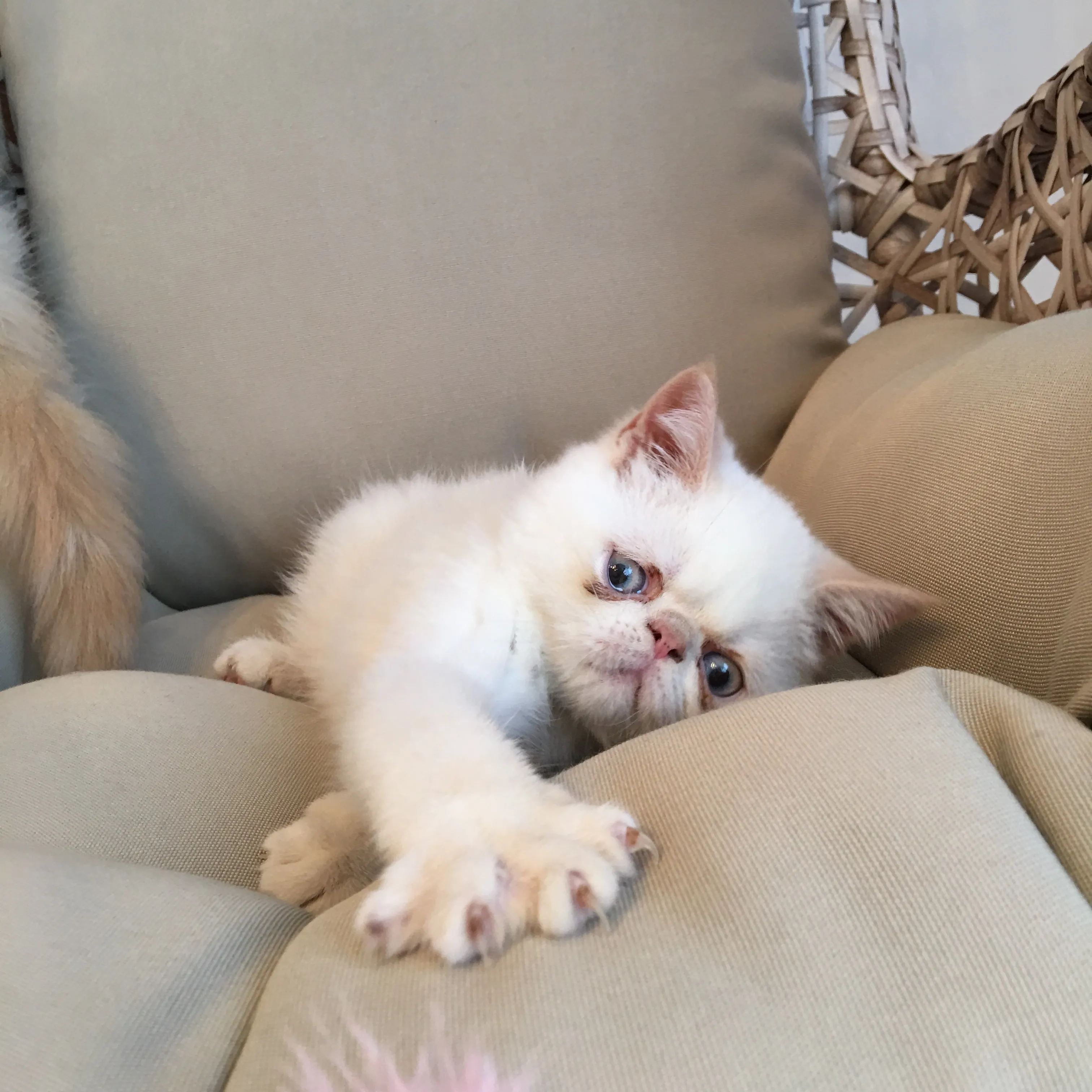 colorare 様のお迎えした子猫