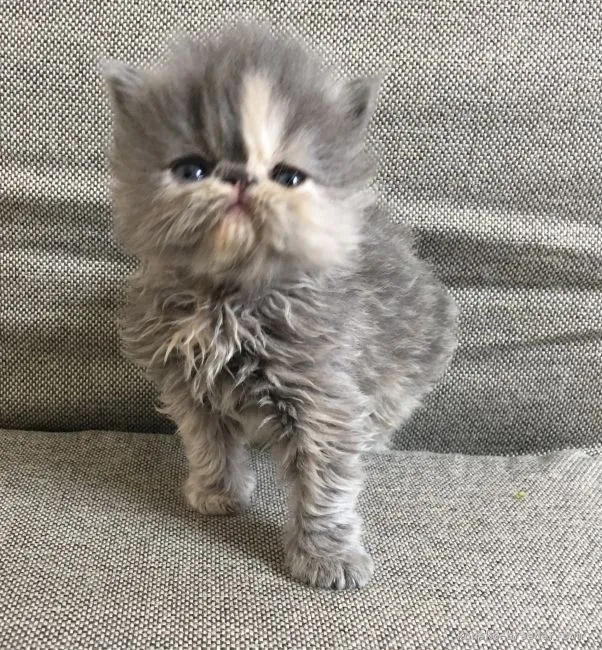 ID：1704-00227の子猫