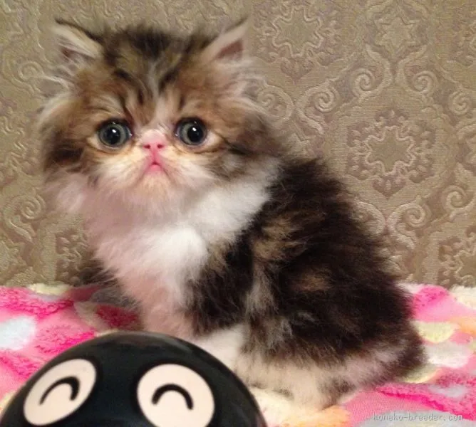 ID：1510-00082の子猫