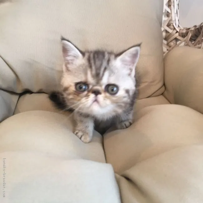 池田 様のお迎えした子猫