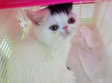 エキゾチックショートヘア【徳島県・男の子・2014年9月8日・ブラックアンドホワイト（ショート）】の写真「個性的な男の子」