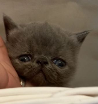 エキゾチックショートヘア【徳島県・女の子・2021年4月2日・ブルー（ショート）】の写真「お目目クリクリ。小ぶりです。」