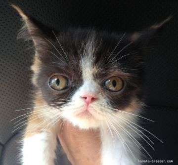 エキゾチックショートヘア【徳島県・女の子・2015年7月10日・キャリコ（ショート）】の写真「」