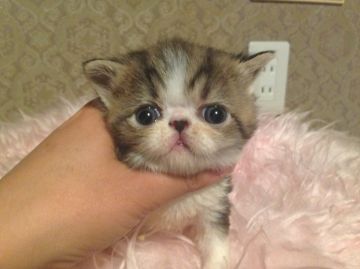 エキゾチックショートヘア【徳島県・男の子・2015年9月17日・ブラウンタビーアンドホワイト（ショート）】の写真「甘いお目目のたれ目君」