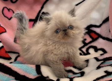 エキゾチックショートヘア【徳島県・女の子・2020年9月22日・ブルーポイント（ロング）】の写真「もっこもっこふわふわの女の子🐱」