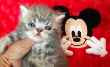 エキゾチックショートヘア【徳島県・男の子・2014年4月21日・ブルータビー（ショート）】の写真「可愛くなってきました」