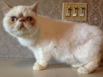 エキゾチックショートヘア【徳島県・男の子・2014年5月5日・クリームリンクスポイント（ショート）】の写真「甘～いお顔がたまりません」