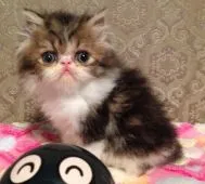 エキゾチックショートヘア【徳島県・男の子・2015年9月17日・ブラウンタビーアンドホワイト】の写真1「11月5日撮影」