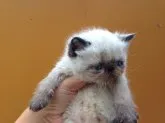 エキゾチックショートヘア【徳島県・男の子・2013年9月4日・シ-ルポイント】の写真2