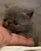 エキゾチックショートヘア【徳島県・女の子・2021年4月2日・ブルー】の写真3