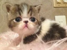 エキゾチックショートヘア【徳島県・男の子・2015年9月17日・ブラウンタビーアンドホワイト】の写真3