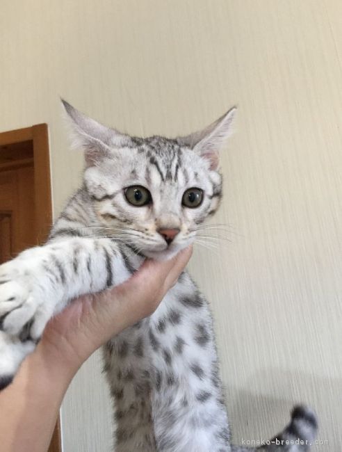 ID:1701-00162の子猫