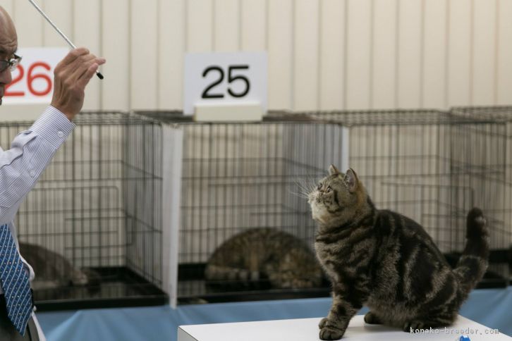 にっちゃん CFAGC .RW  2014-2015 6th  Best Cat｜田中　和子(たなか　かずこ)ブリーダー(京都府・エキゾチックショートヘアなど・サン京都キャットクラブ登録)の紹介写真2