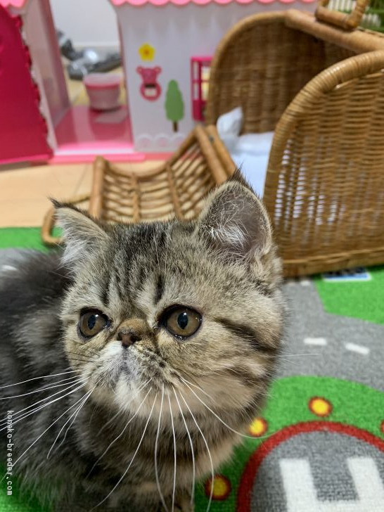 エキゾチックショートヘア 京都府 男の子 年1月6日 ブラウンタビー クラッシック とても活発で甘えん坊です みんなの子猫ブリーダー 子猫id 03