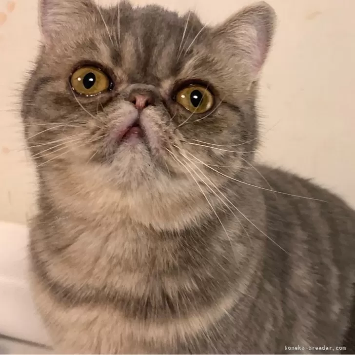 ID：2409-01978の子猫