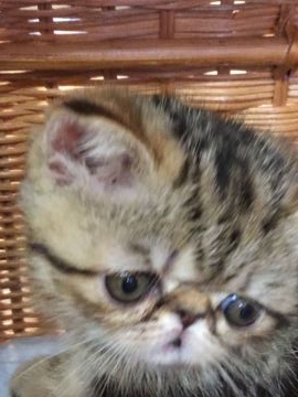 エキゾチックショートヘア【京都府・女の子・2018年7月11日・ブラウンタビー】の写真「可愛いお顔と綺麗な毛色、後頭部にハートマーク」