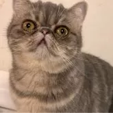 エキゾチックショートヘア【京都府・女の子・2024年1月13日・ブルークラッシックタビー】の写真1「好酸球が出てて、右の上唇が赤いですが、もうすぐ治ると思われます。」