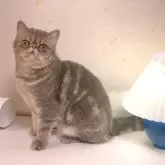 エキゾチックショートヘア【京都府・女の子・2024年1月13日・ブルークラッシックタビー】の写真2