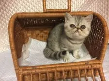 エキゾチックショートヘア【京都府・女の子・2018年1月22日・シルバーマッカレルタビー】の写真3「4月3日撮影」