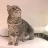 エキゾチックショートヘア【京都府・女の子・2024年1月13日・ブルークラッシックタビー】の写真3