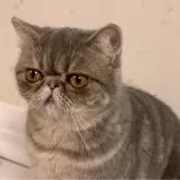 エキゾチックショートヘア【京都府・女の子・2024年1月13日・ブルークラッシックタビー】の写真4