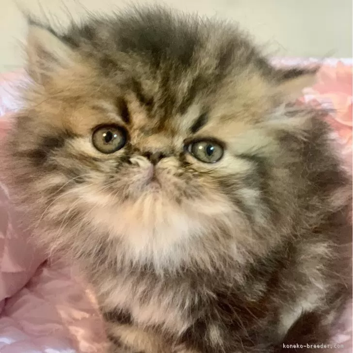 エキゾチックロングヘア【京都府・女の子・2025年8月11日・ブラウンクラッシックタビー】の写真1