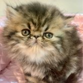 エキゾチックロングヘア