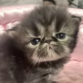 エキゾチックロングヘア