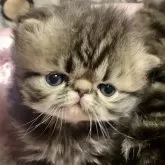 エキゾチックロングヘア