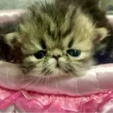 エキゾチックロングヘア