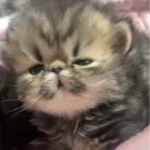 エキゾチックロングヘア【京都府・女の子・2025年8月11日・ブラウンクラッシックタビー】の写真10